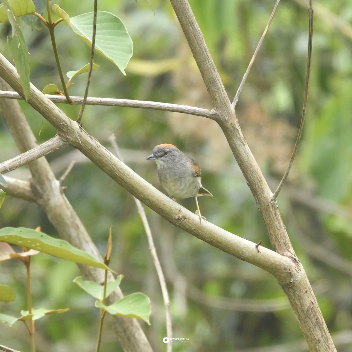Pale-breasted Spinetail - ML646649961