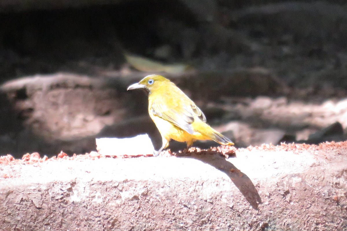 Andaman Arapbülbülü - ML646649962