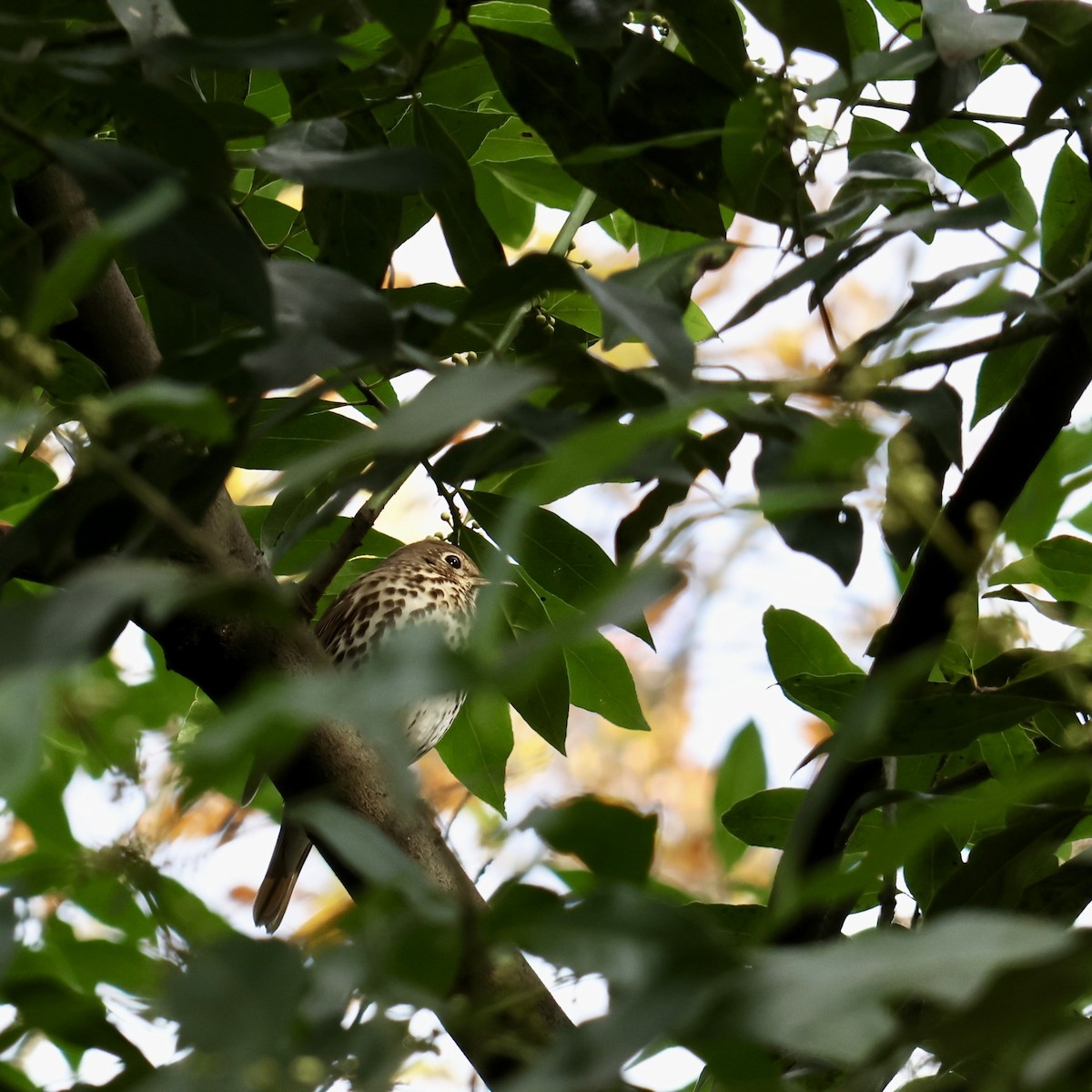 Song Thrush - ML646649963