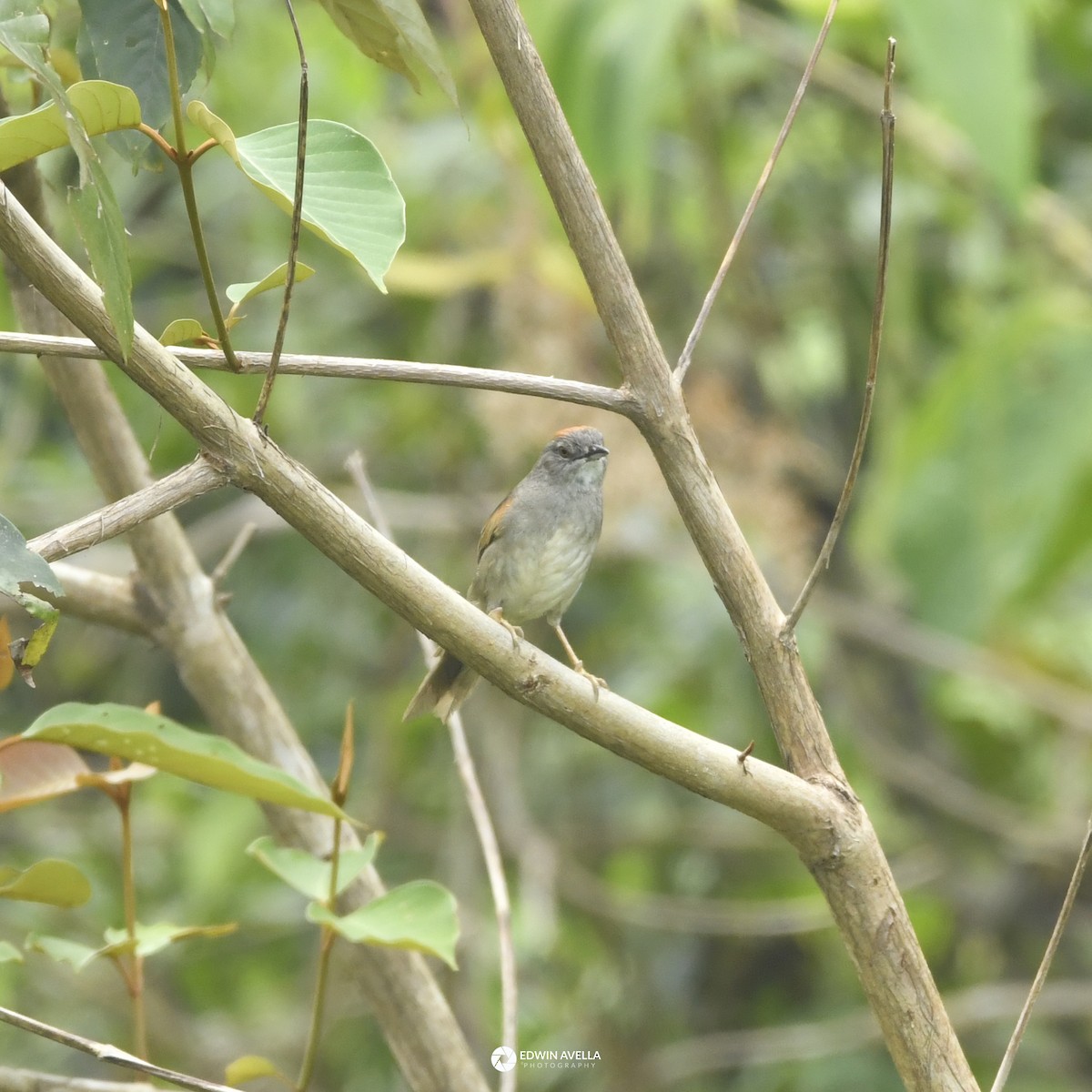 Pale-breasted Spinetail - ML646649964