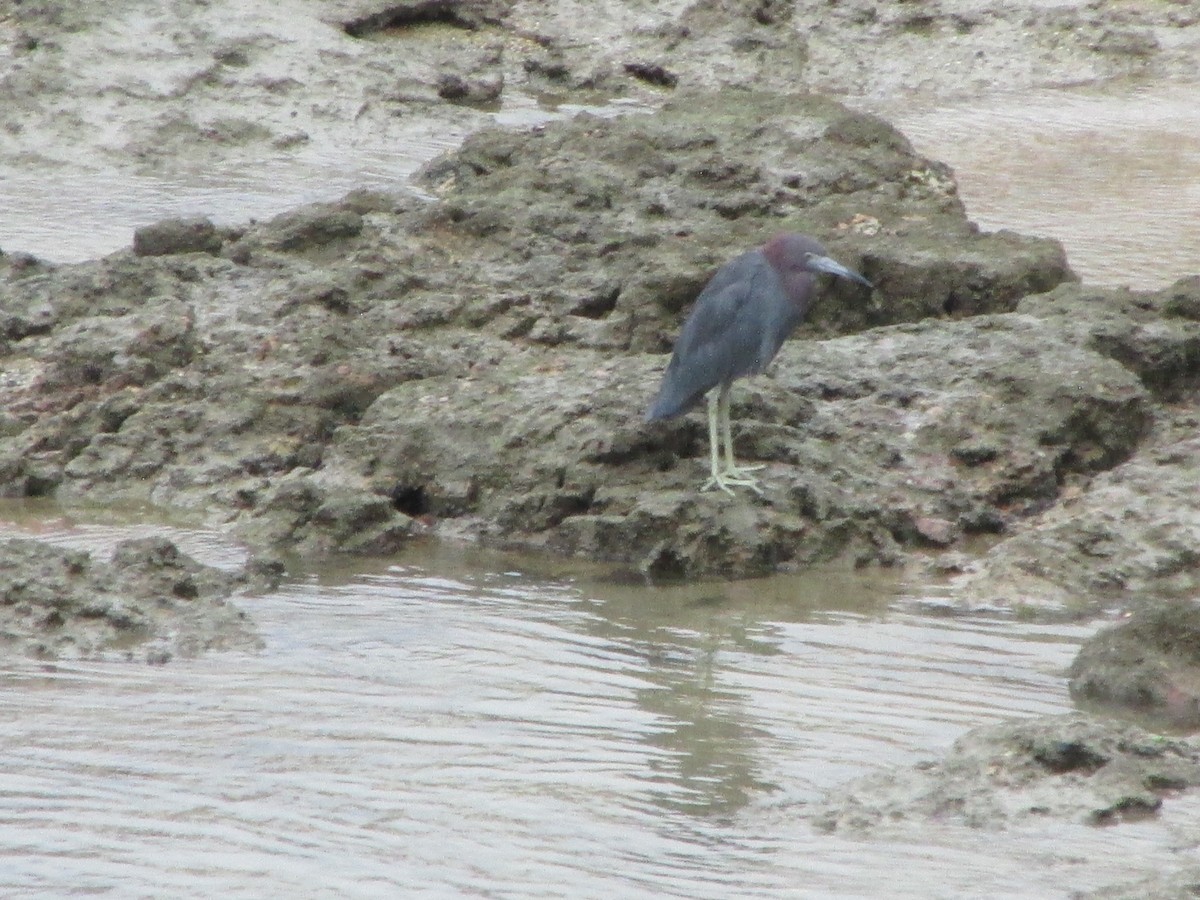 Little Blue Heron - ML646649965