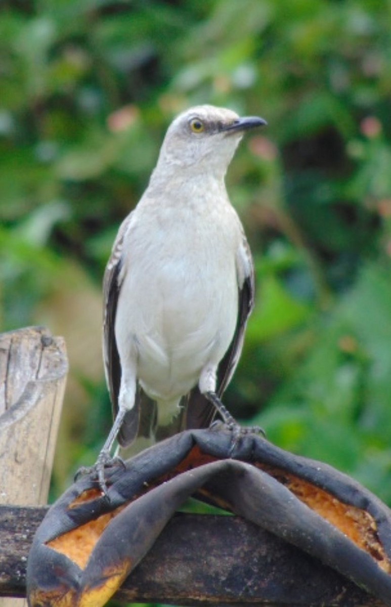 Tropikal Taklitçi - ML646649966