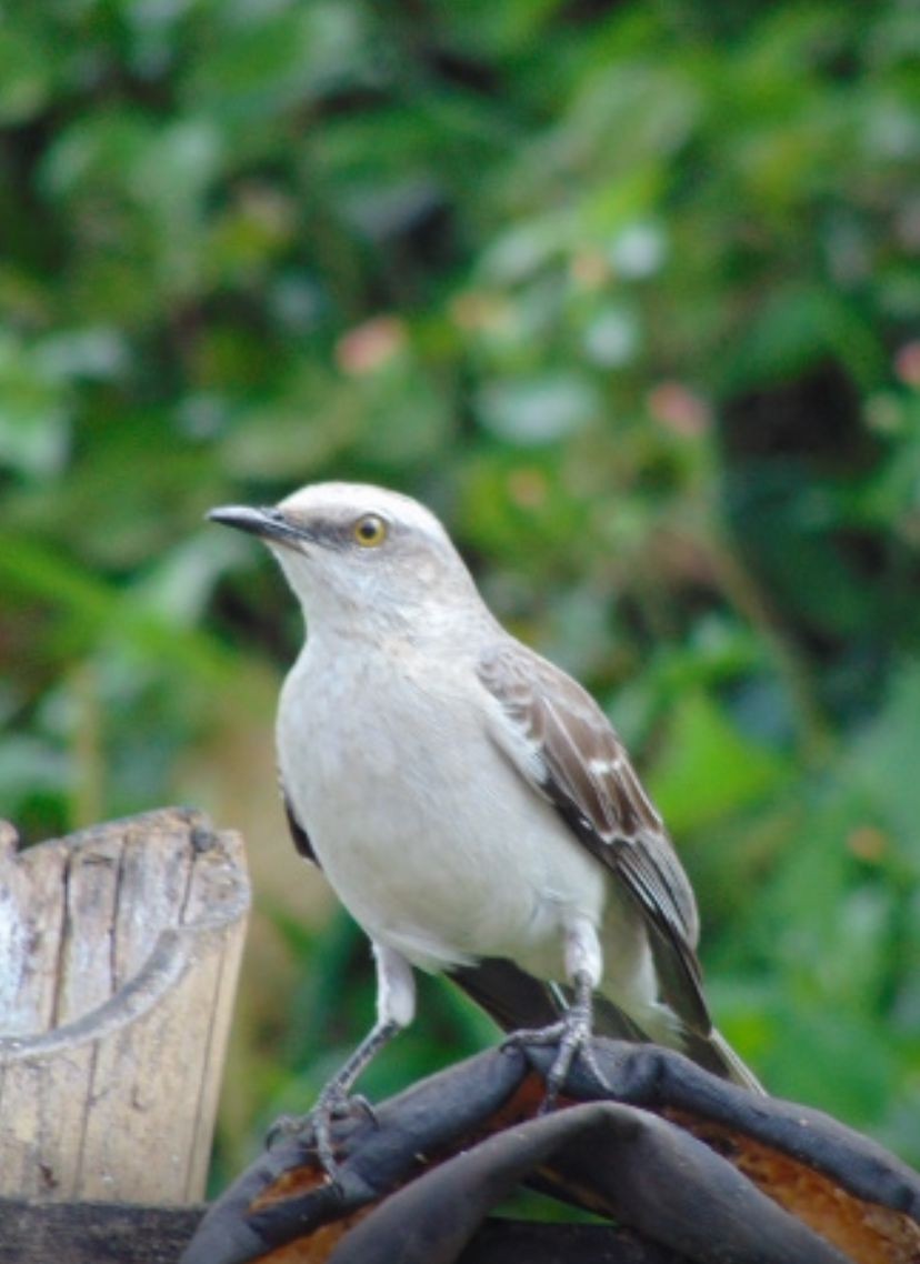 Tropikal Taklitçi - ML646649967