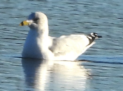 Ring-billed Gull - ML646649968