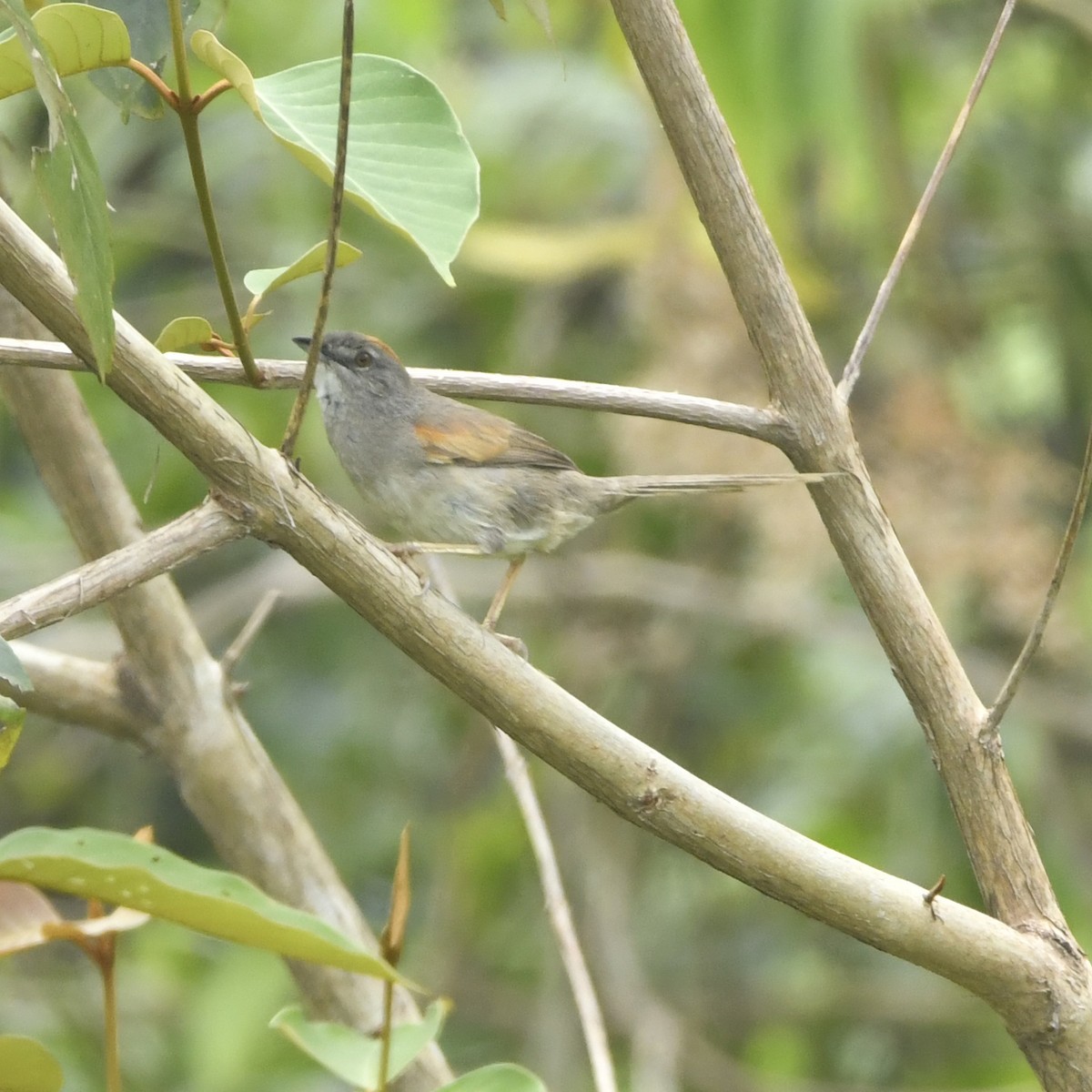 Pale-breasted Spinetail - ML646649969