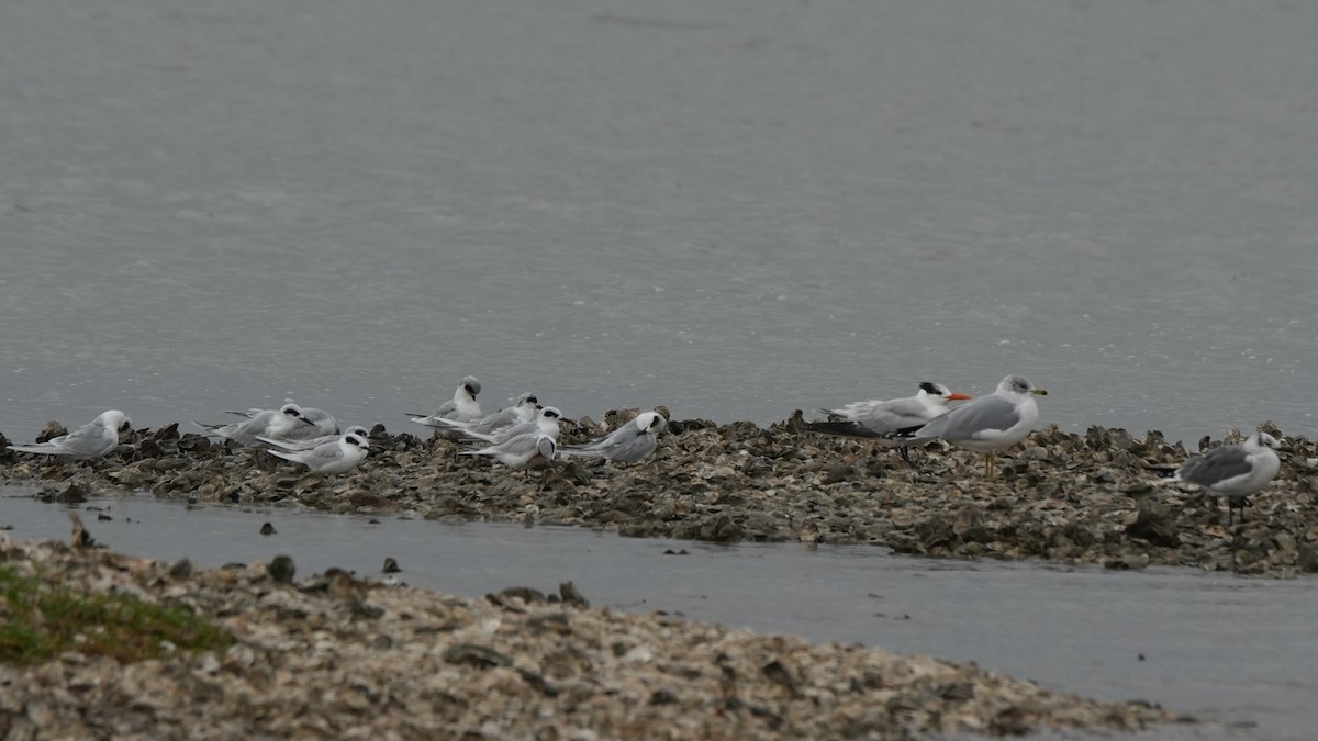 שחפית שחורת-אוזן - ML646649970