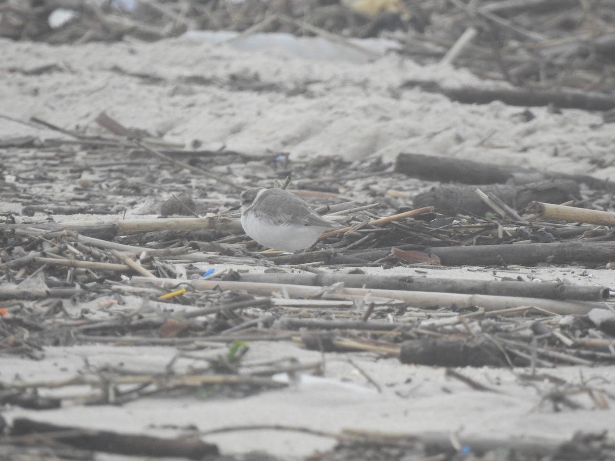 Chorlitejo Patinegro - ML646649972