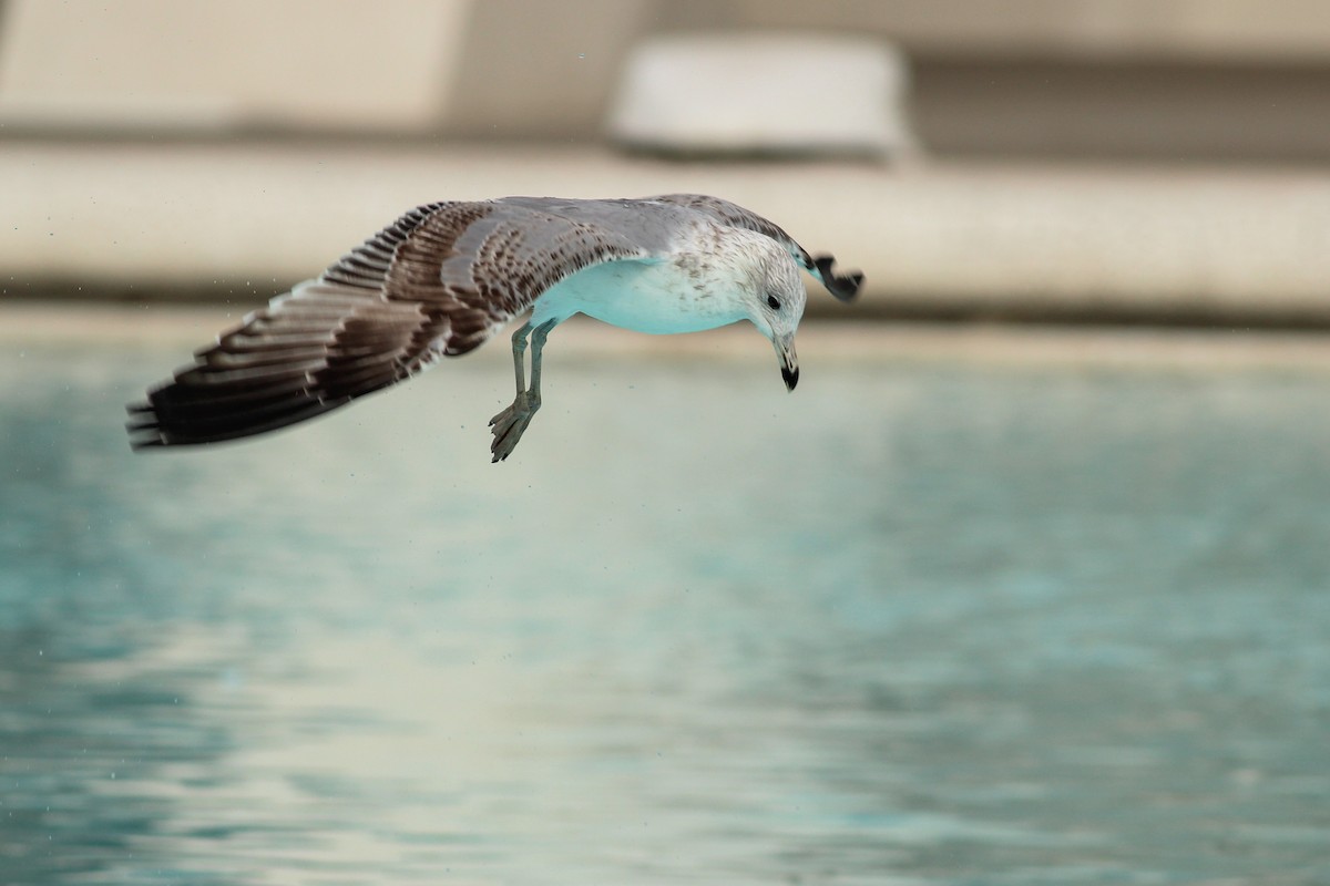 Yellow-legged Gull - ML646649977