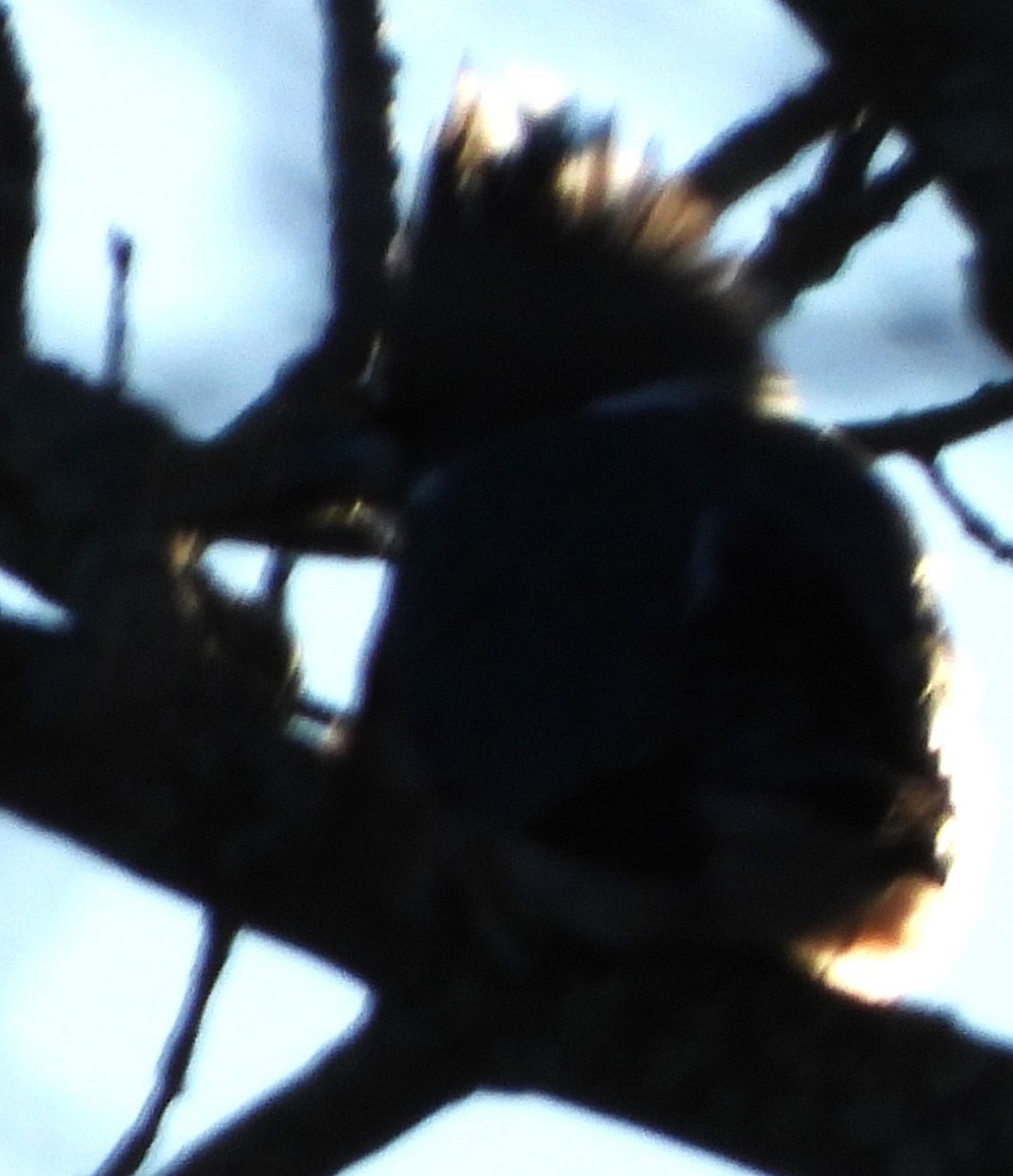 Belted Kingfisher - ML646649978