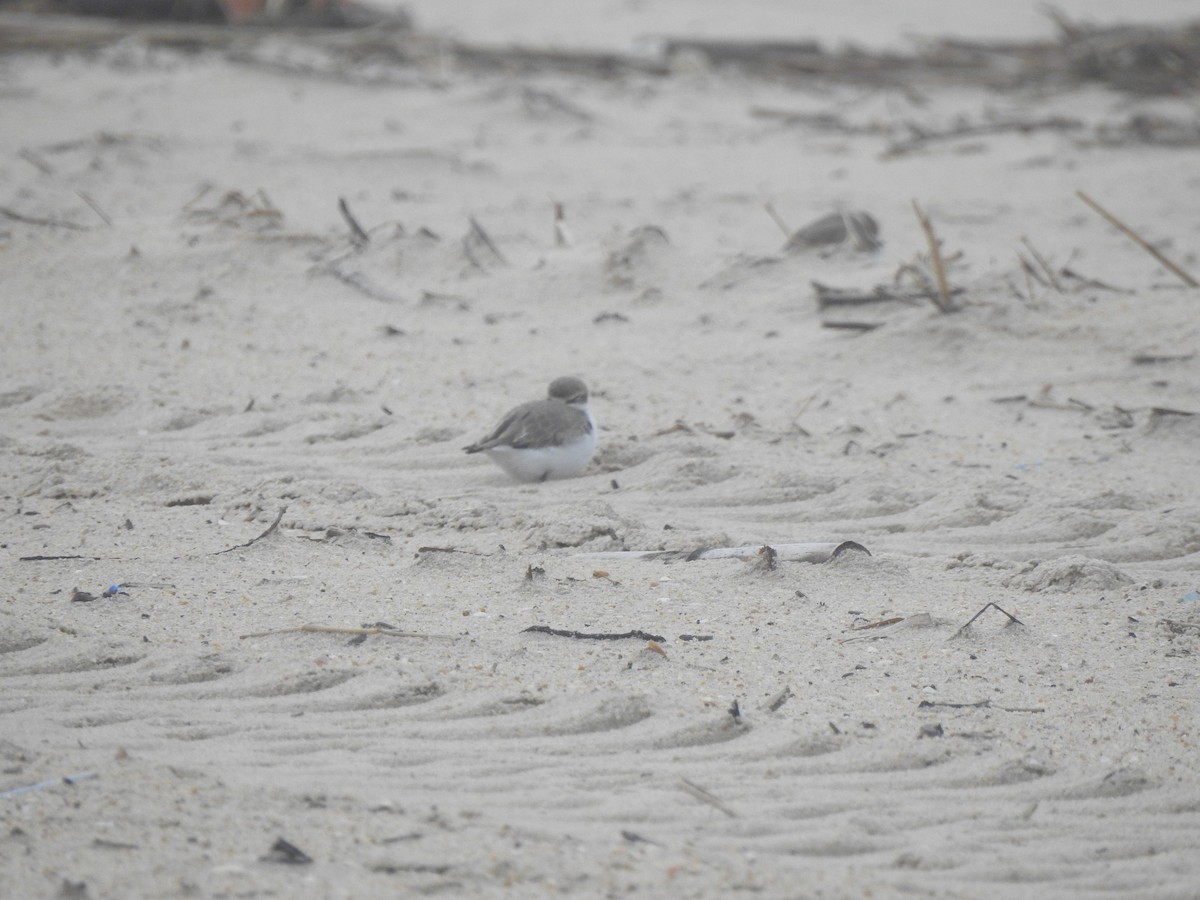 Chorlitejo Patinegro - ML646649980