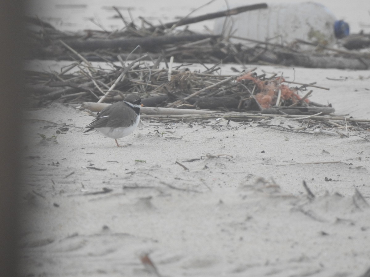 Chorlitejo Grande - ML646649989