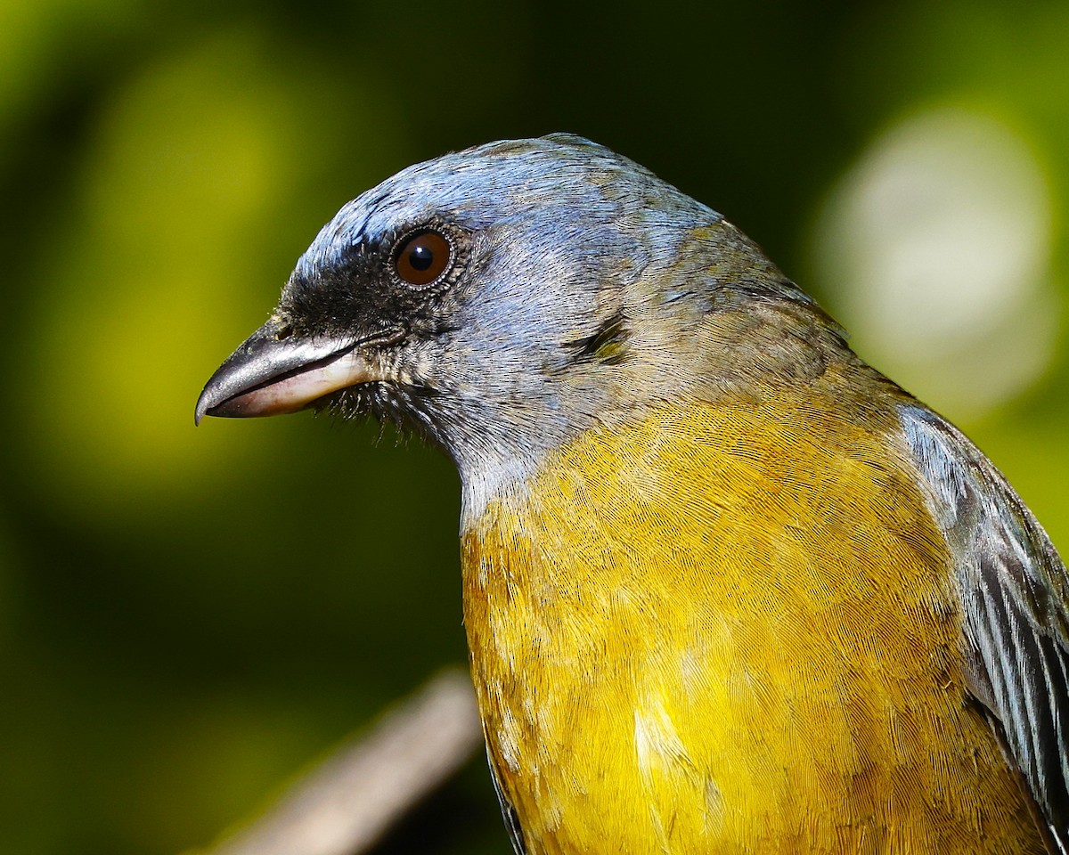 Сине-жёлтая танагра (darwinii) - ML646649992