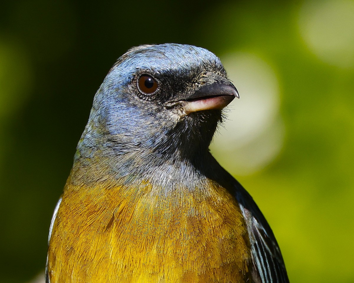 Сине-жёлтая танагра (darwinii) - ML646649993