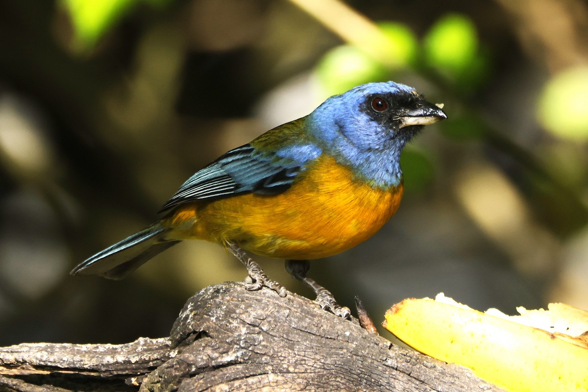 Сине-жёлтая танагра (darwinii) - ML646649994