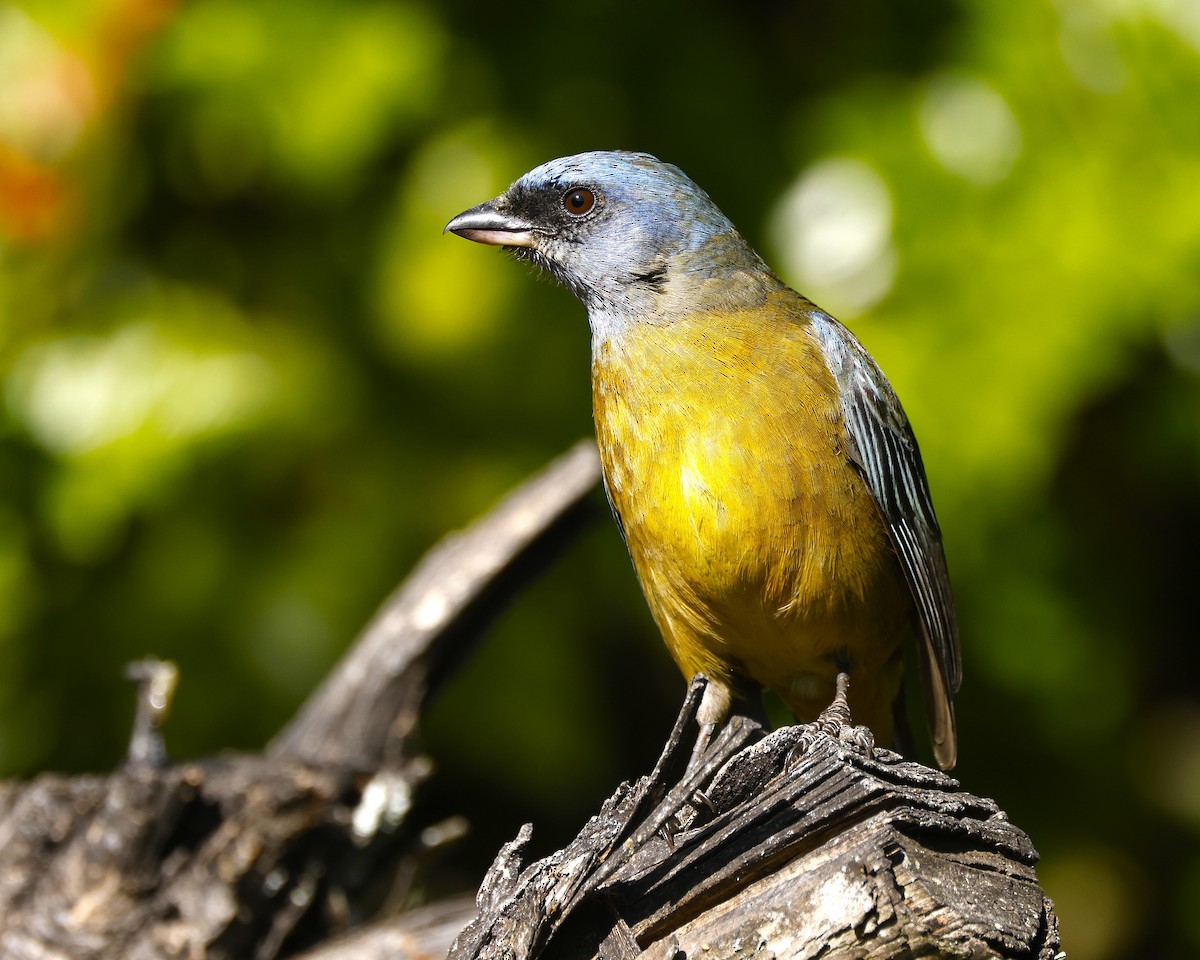 Сине-жёлтая танагра (darwinii) - ML646649995