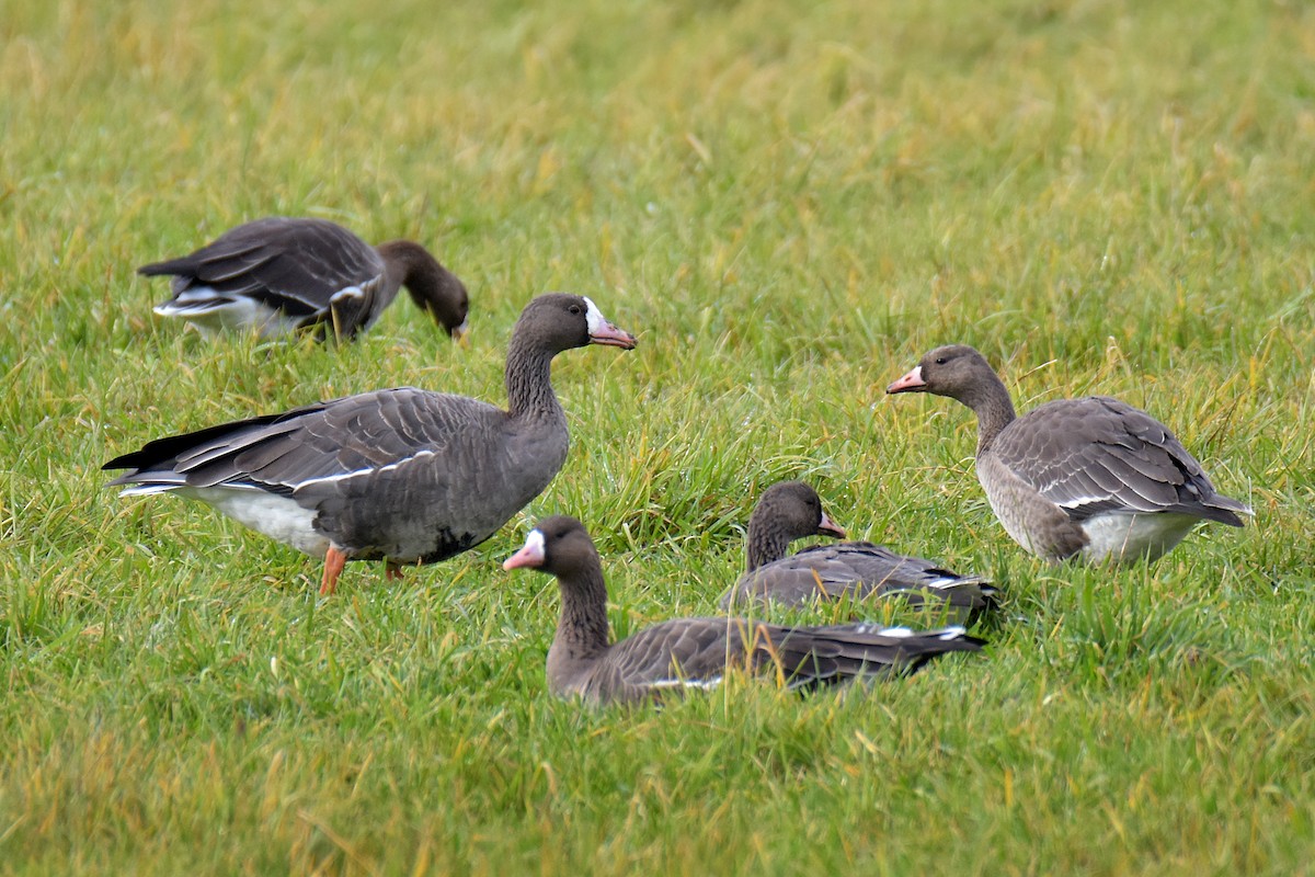 Greater White-fronted Goose - ML646649996