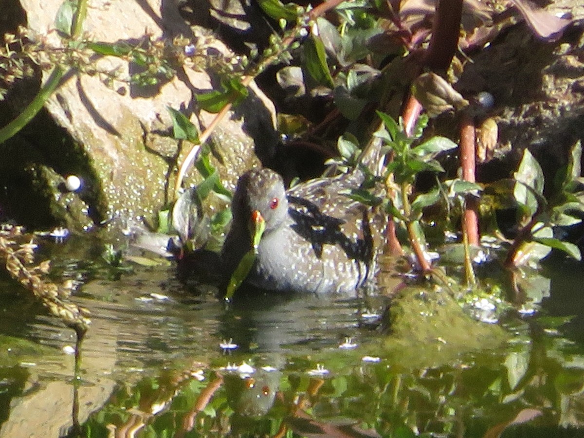 Australian Crake - ML646649997
