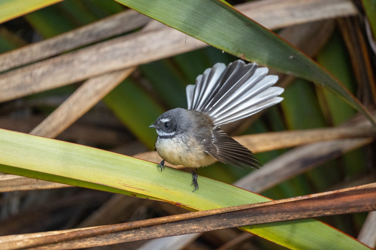 New Zealand Fantail - ML646649998