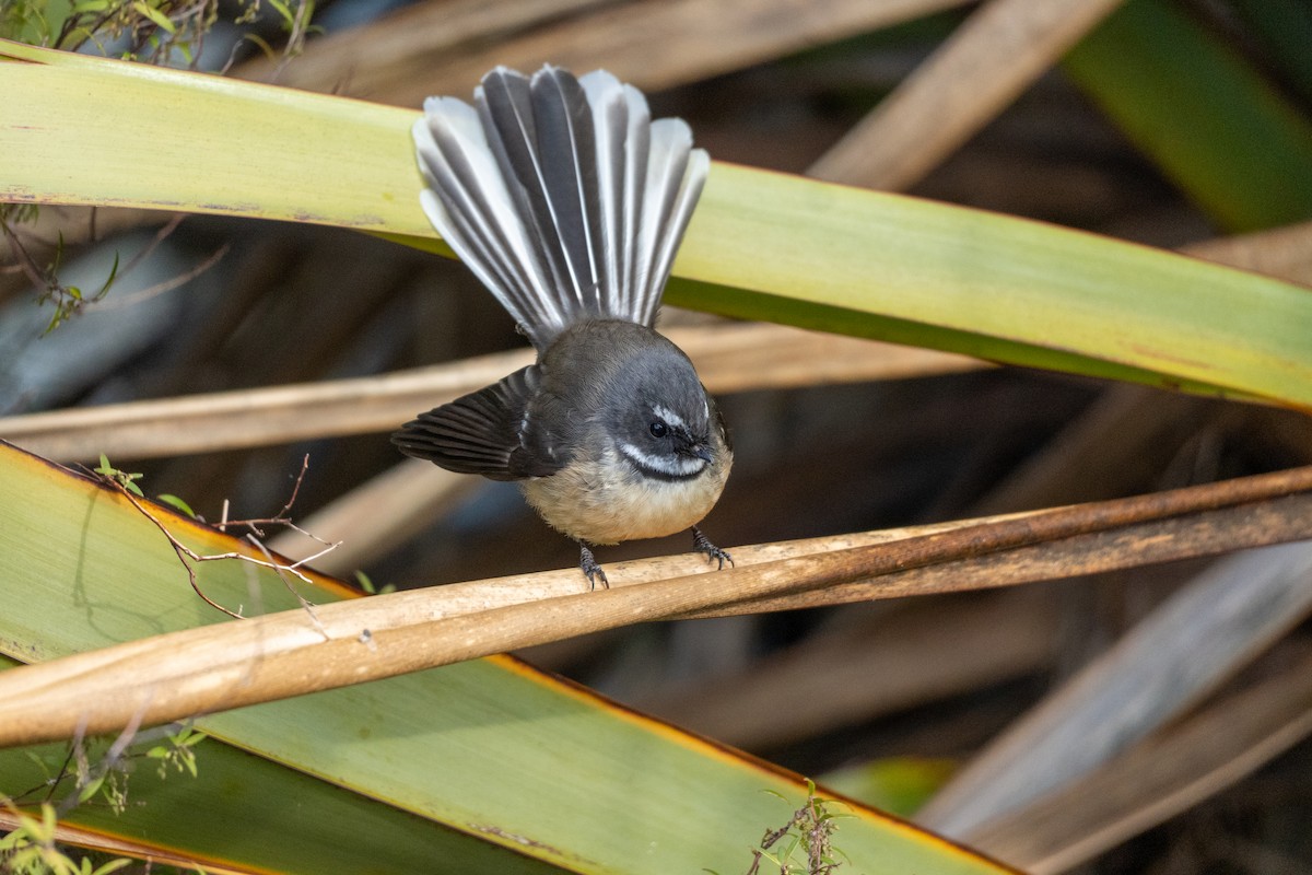 New Zealand Fantail - ML646649999