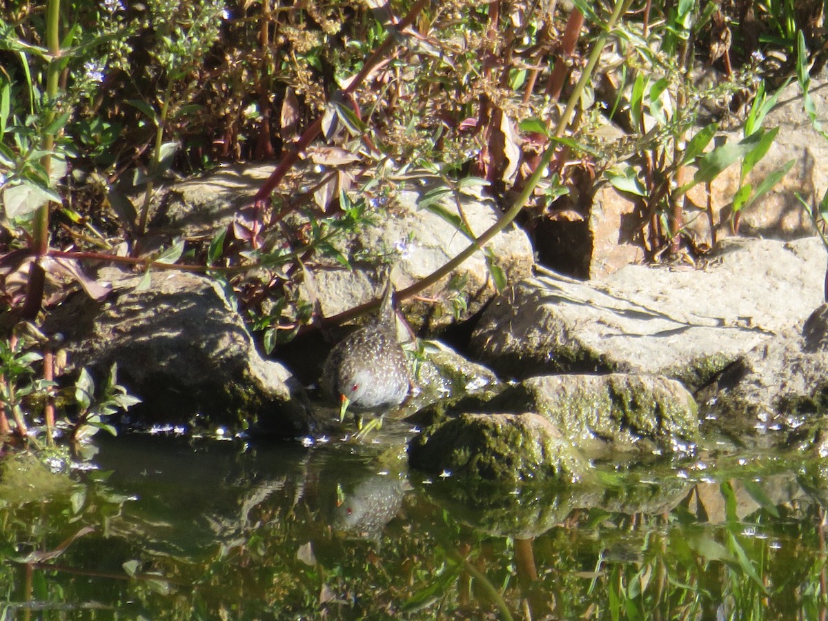 Australian Crake - ML646650000