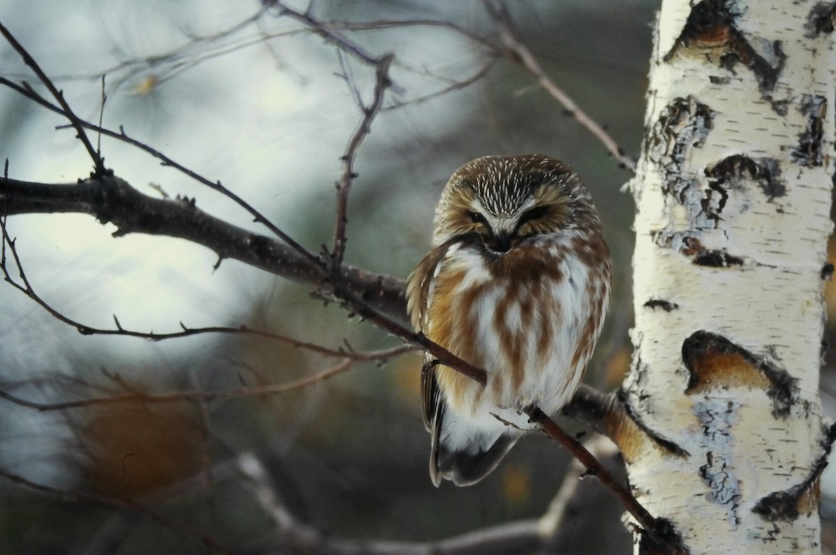 sýc americký - ML646650007