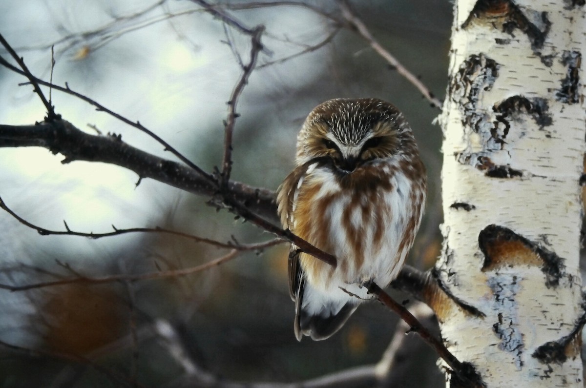 sýc americký - ML646650008