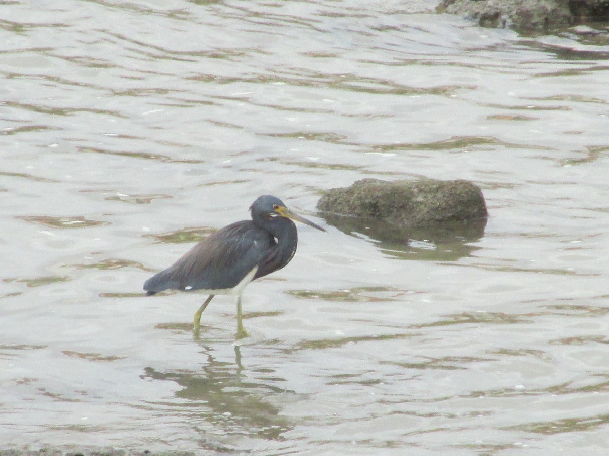Tricolored Heron - ML646650014