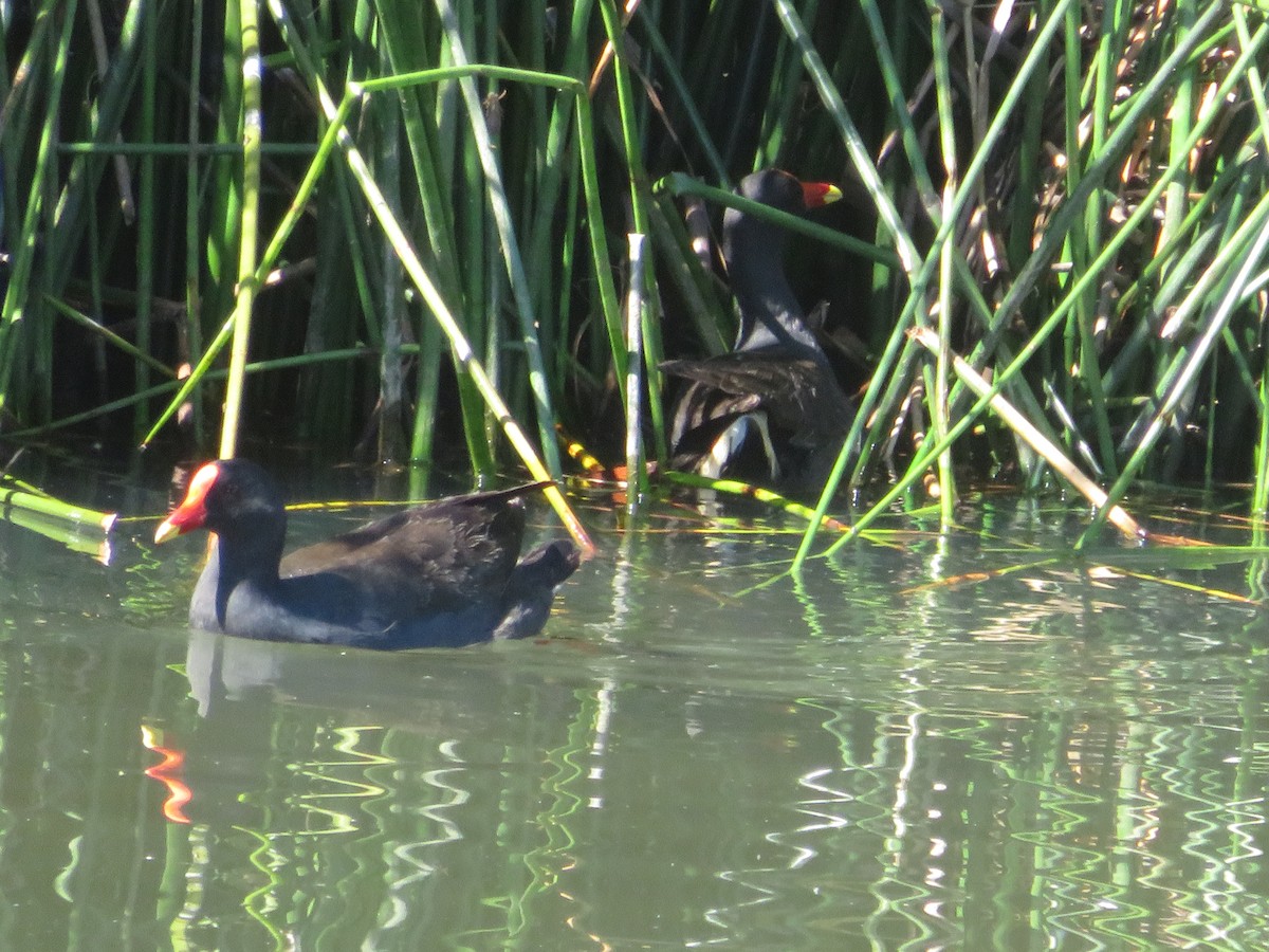 Dusky Moorhen - ML646650017