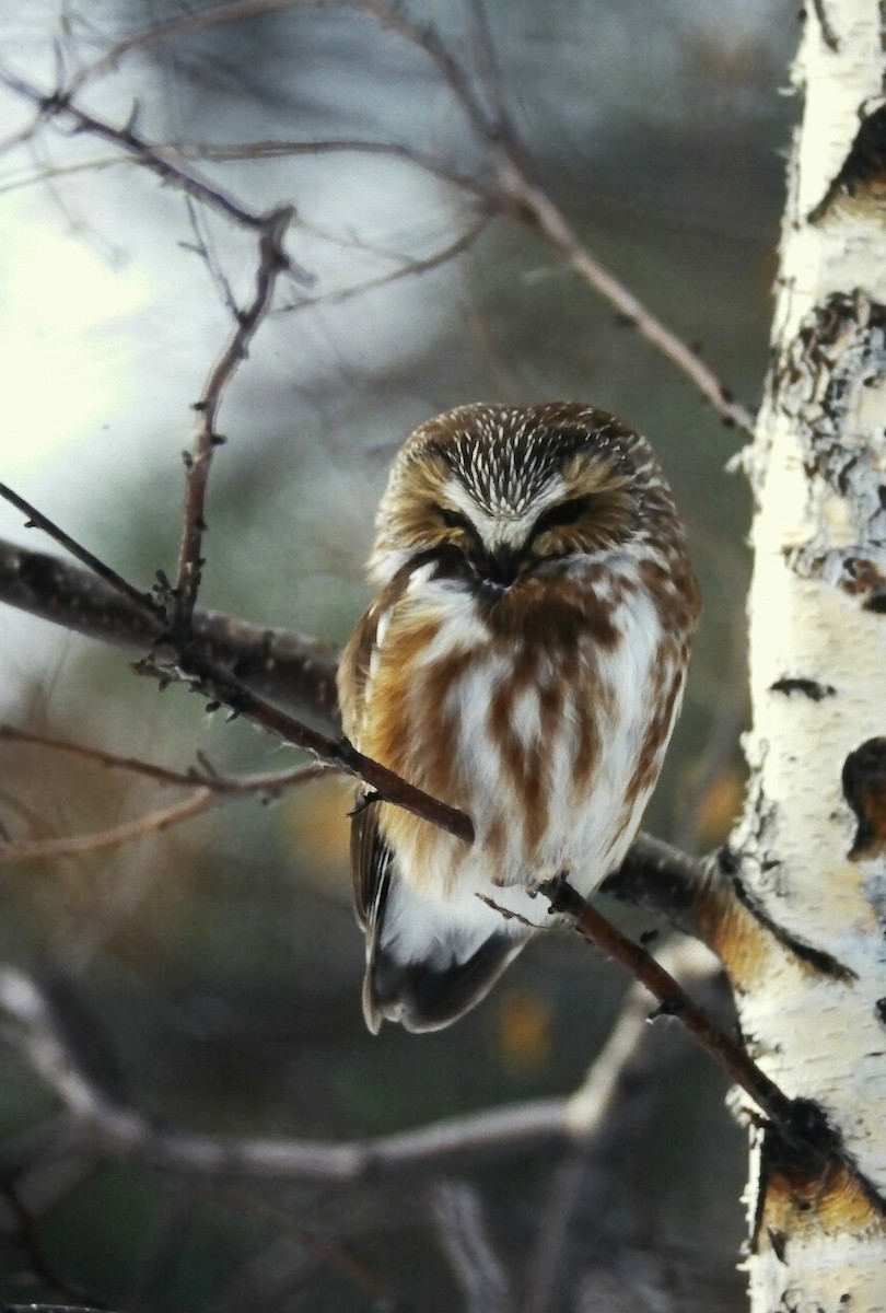 sýc americký - ML646650019