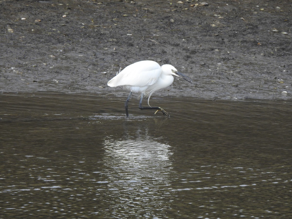 Garceta Común - ML646650023