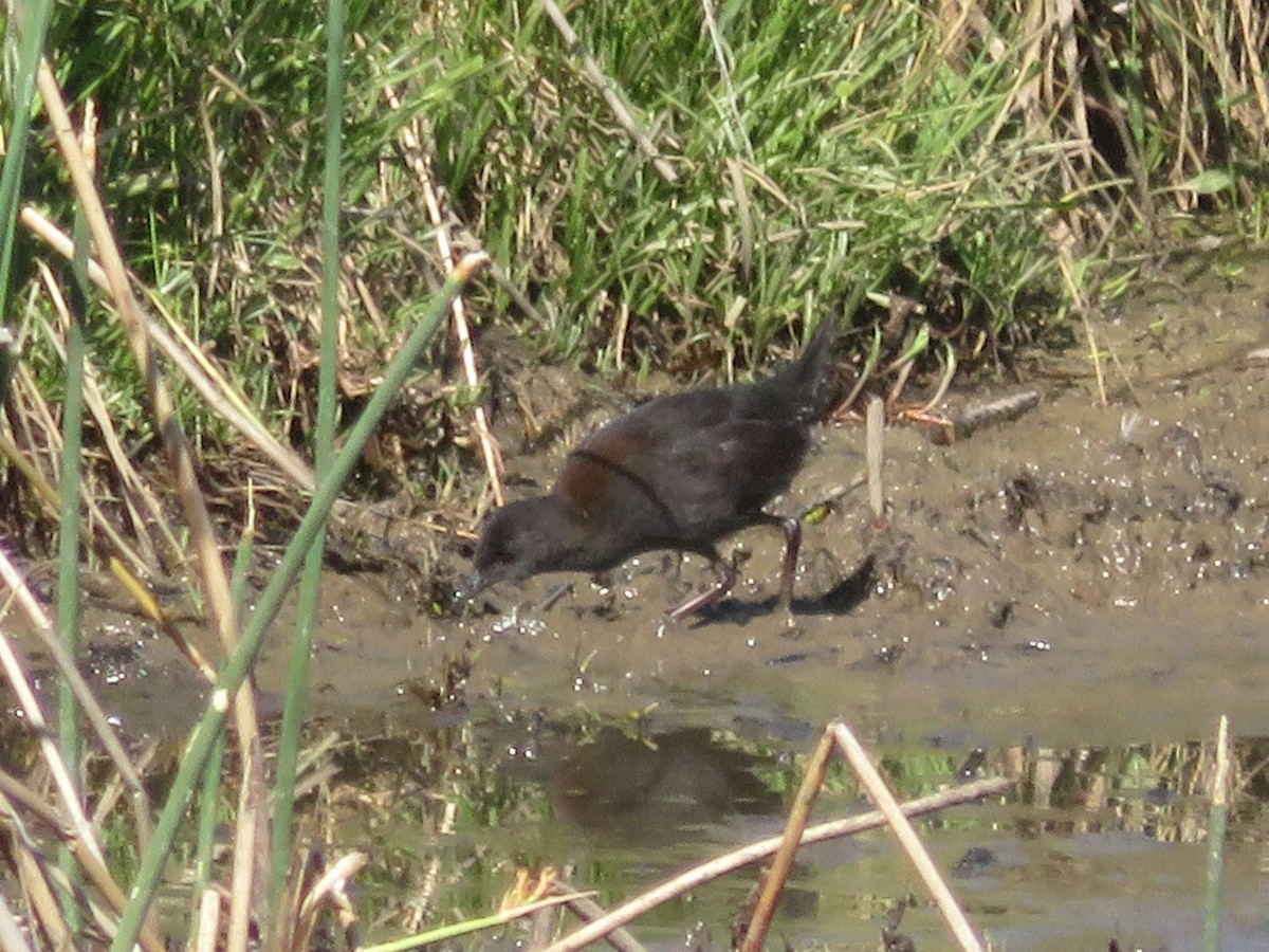 Spotless Crake - ML646650025