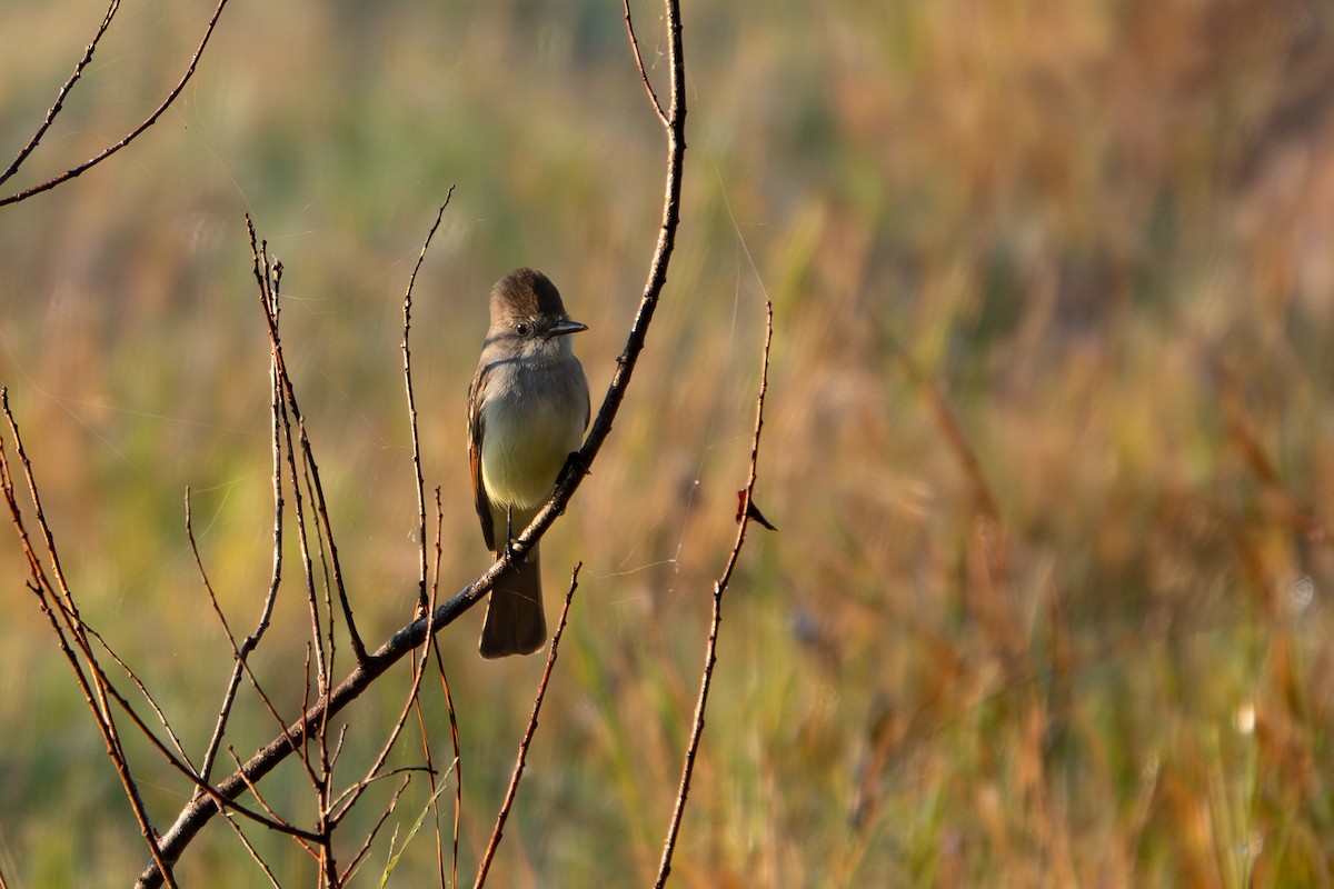 Ash-throated Flycatcher - ML646650026