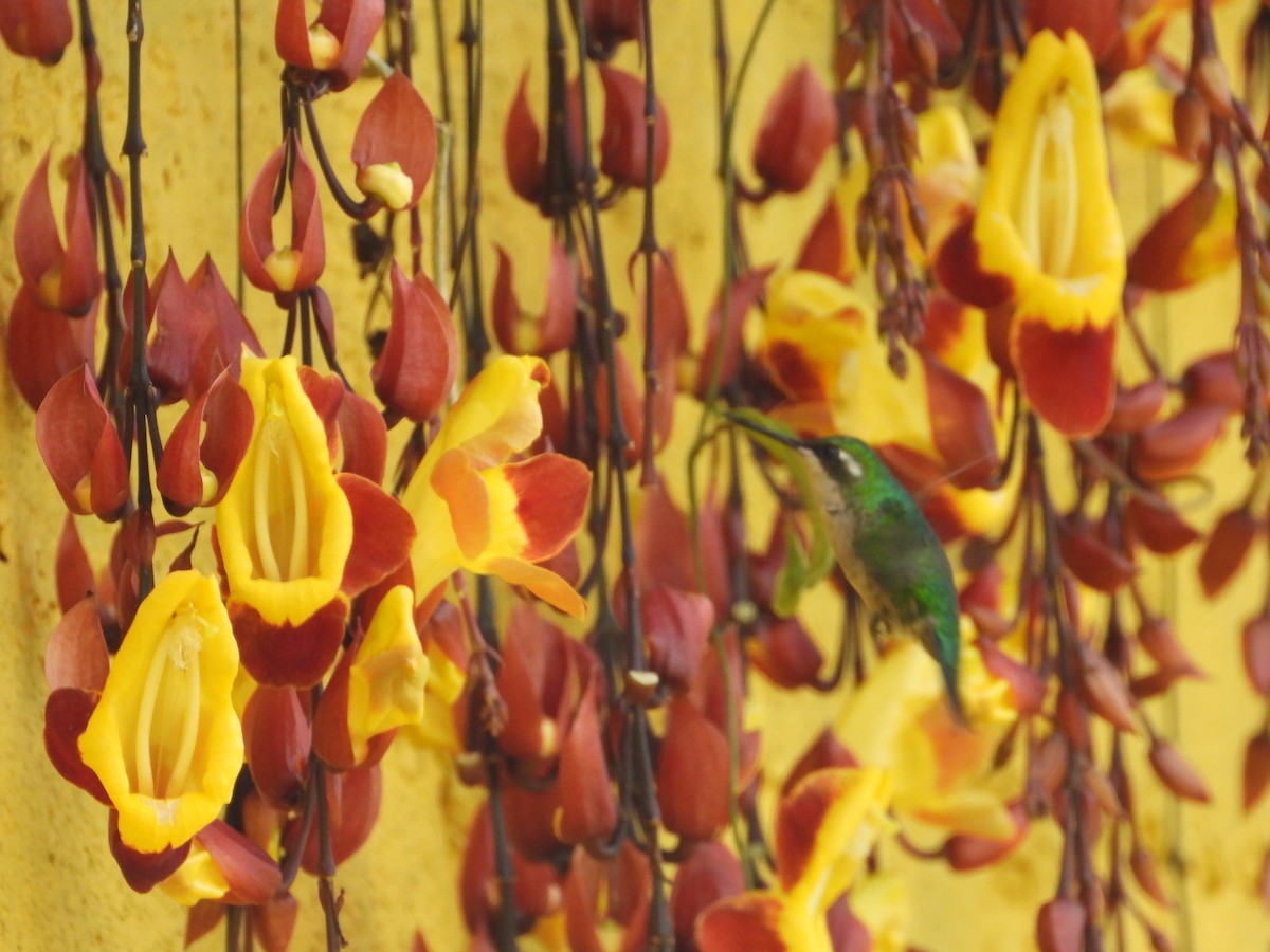 hvitbukkolibri - ML646650027