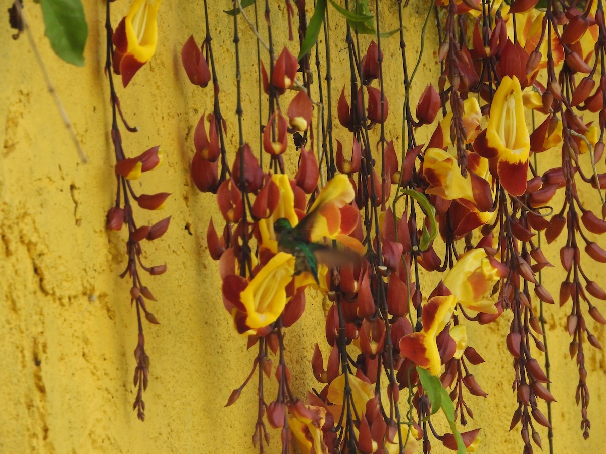 hvitbukkolibri - ML646650028