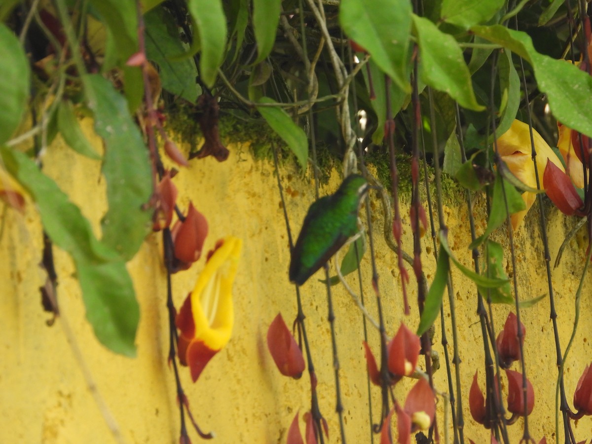 hvitbukkolibri - ML646650029