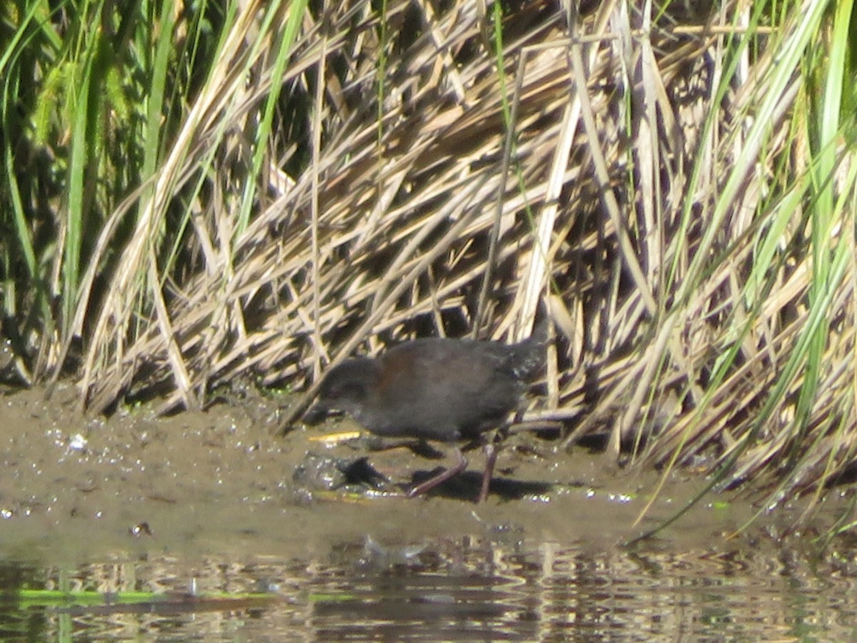 Spotless Crake - ML646650033