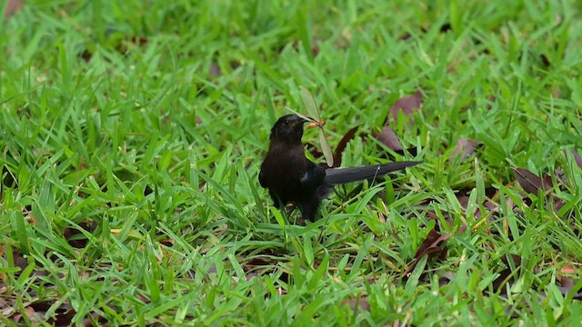 Irrisor namaquois - ML646650035