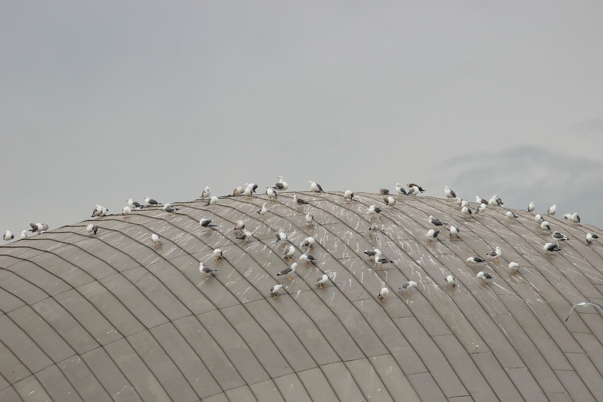 Yellow-legged Gull - ML646650037