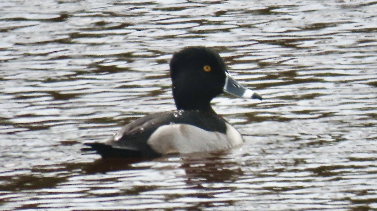 Ring-necked Duck - ML646650038