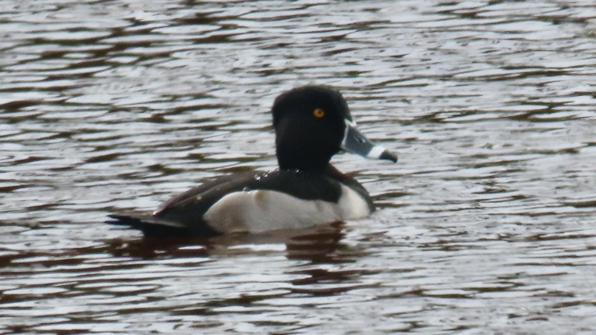 Ring-necked Duck - ML646650039