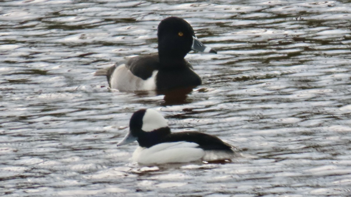 Ring-necked Duck - ML646650040