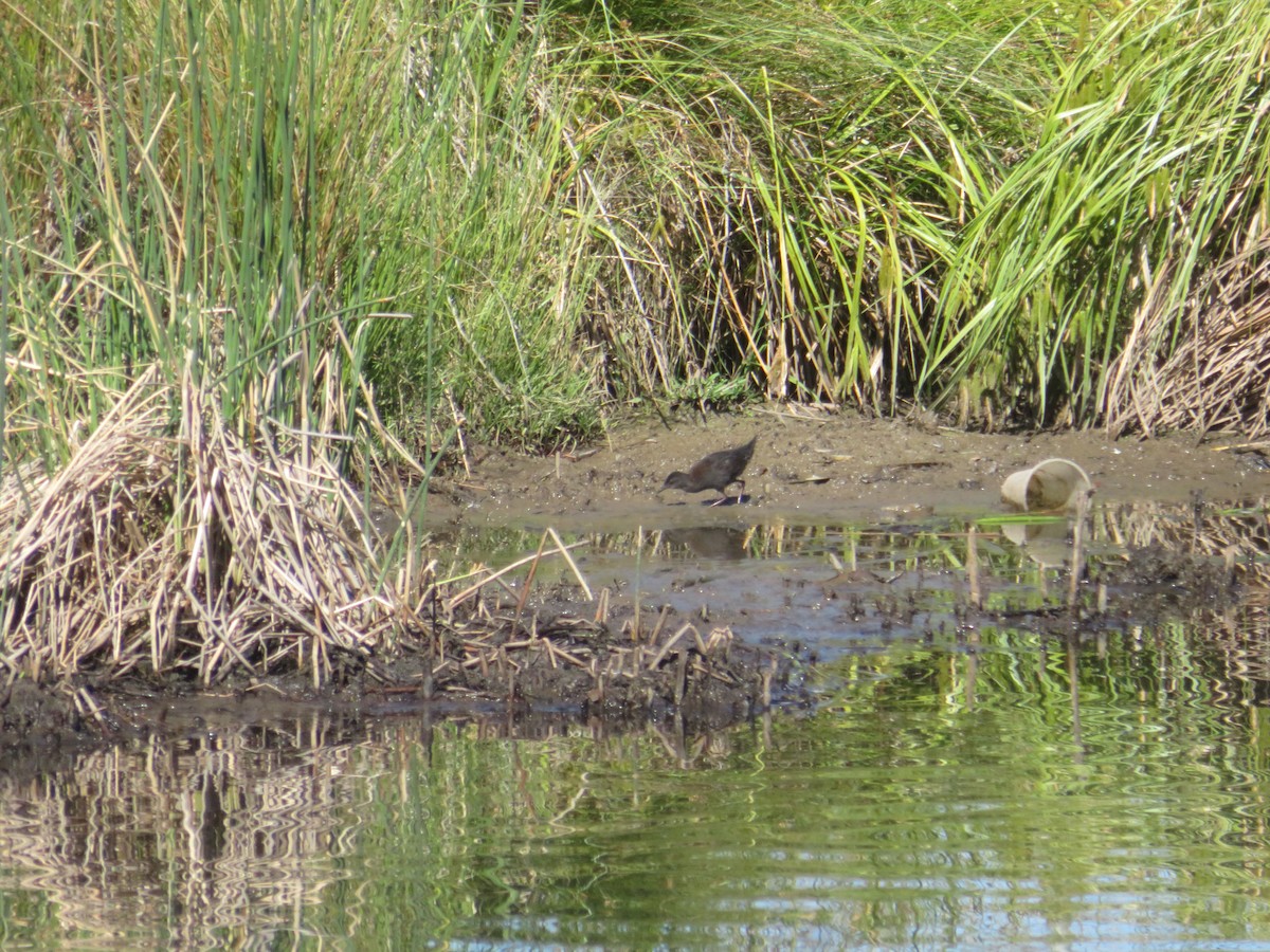 Spotless Crake - ML646650041