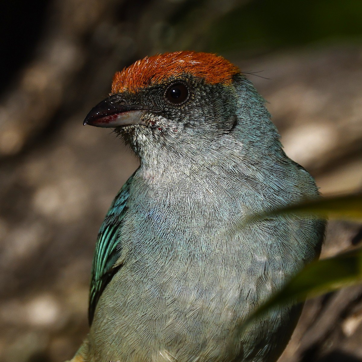 Кустарниковая танагра - ML646650043