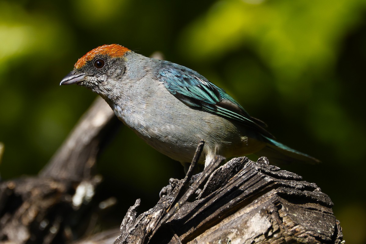 Scrub Tanager - ML646650044