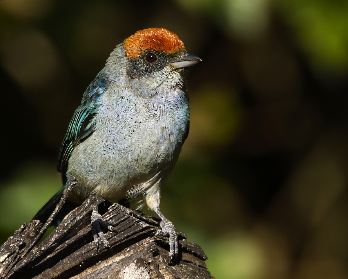 Scrub Tanager - ML646650045