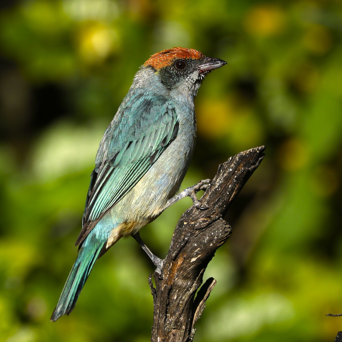 Scrub Tanager - ML646650046