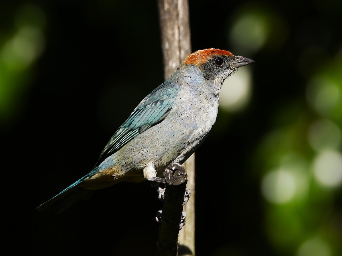 Scrub Tanager - ML646650047