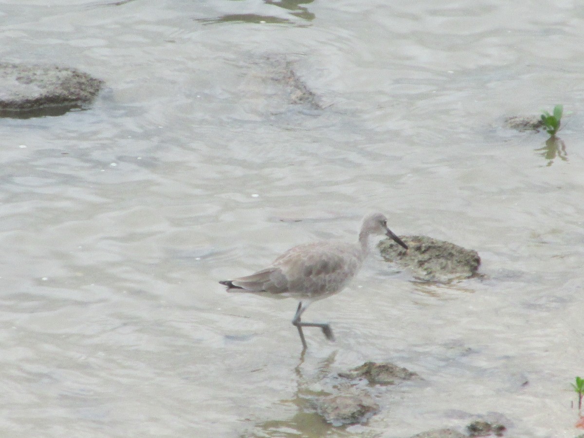 Piro piro semipalmato - ML646650051