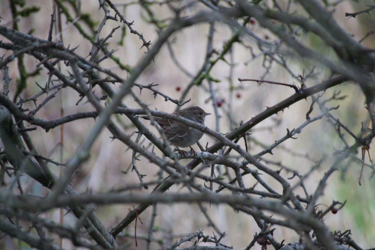 Dunnock - ML646650052