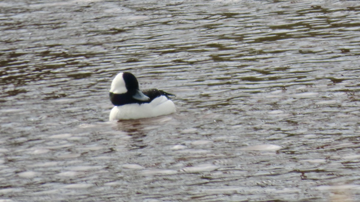 Bufflehead - ML646650053